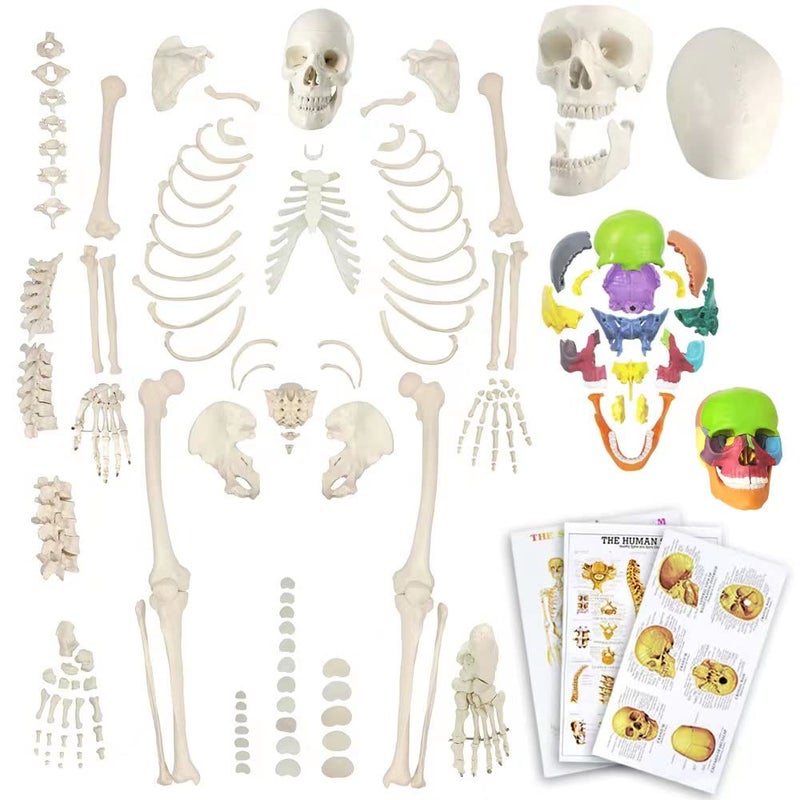 Evotech Disarticulated Human Skeleton Model for Anatomy 67 Full Size Skeleton Model WHalf Size15Pcs Exploded Skull Skull Spine Bones Articulated Hand Foot for Anatomy Medical Learning