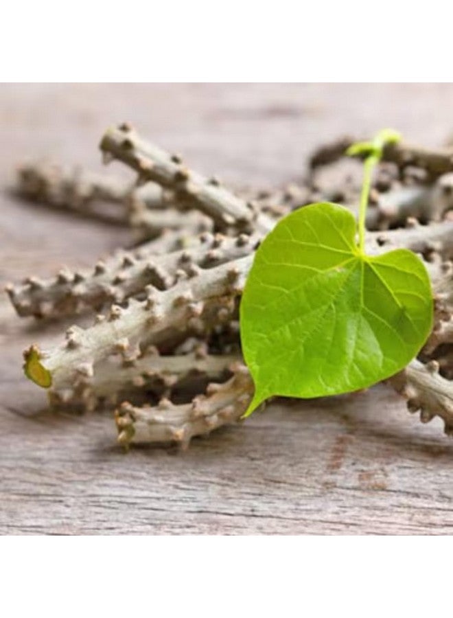 Gachwala Fresh Neem Giloy Stem (7 inch) / Neem Giloy Stick (Pack of 10) - Helps To Improve Digestion | Guduchi stems/Gudhi Stick for Natural Immunity Booster - Image 2