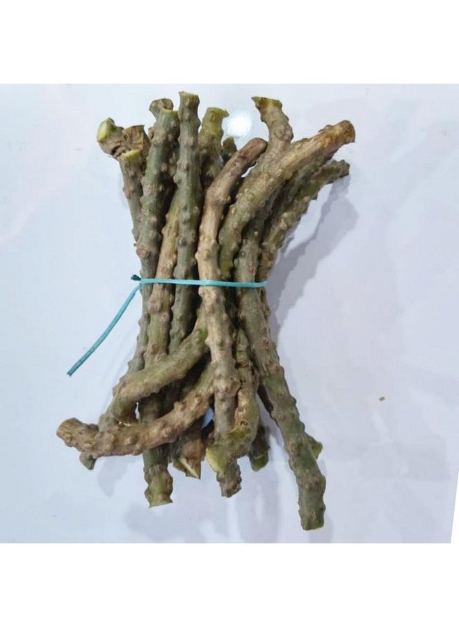 Gachwala Fresh Neem Giloy Stem (7 inch) / Neem Giloy Stick (Pack of 10) - Helps To Improve Digestion | Guduchi stems/Gudhi Stick for Natural Immunity Booster - Image 3