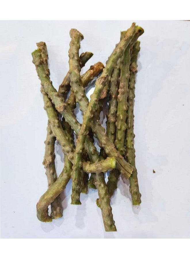 Gachwala Fresh Neem Giloy Stem (7 inch) / Neem Giloy Stick (Pack of 10) - Helps To Improve Digestion | Guduchi stems/Gudhi Stick for Natural Immunity Booster - Image 1