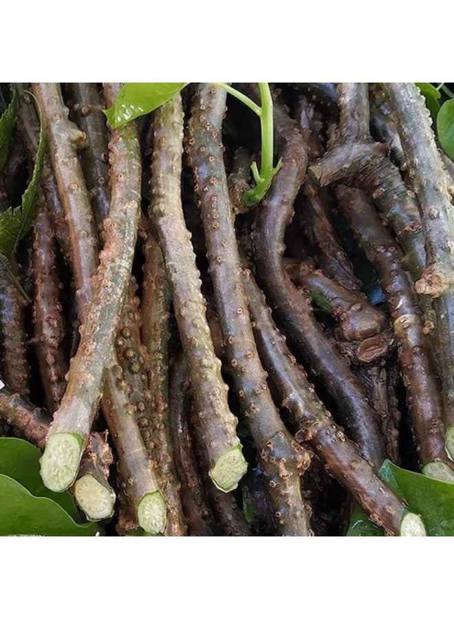 Gachwala Fresh Neem Giloy Stem (7 inch) / Neem Giloy Stick (Pack of 10) - Helps To Improve Digestion | Guduchi stems/Gudhi Stick for Natural Immunity Booster - Image 4