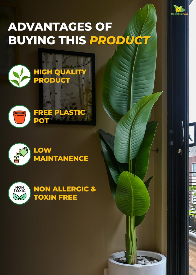 Blooming Floret Artificial Banana Plant 157 cm with Pot – Tall Tropical Faux Plant with Realistic Large Green Leaves for Home, Living Room, Office & Balcony Décor - Image 5