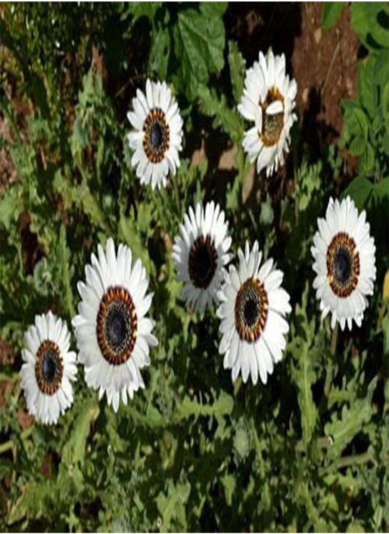 GGOOT Venidium Cape Daisy Zulu Prince, Bellis Perennis by Heavy Torch, Approximately 150 Seeds  - Image 2