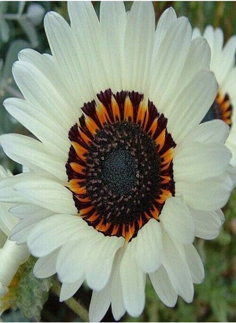 GGOOT Venidium Cape Daisy Zulu Prince, Bellis Perennis by Heavy Torch, Approximately 150 Seeds  - Image 1