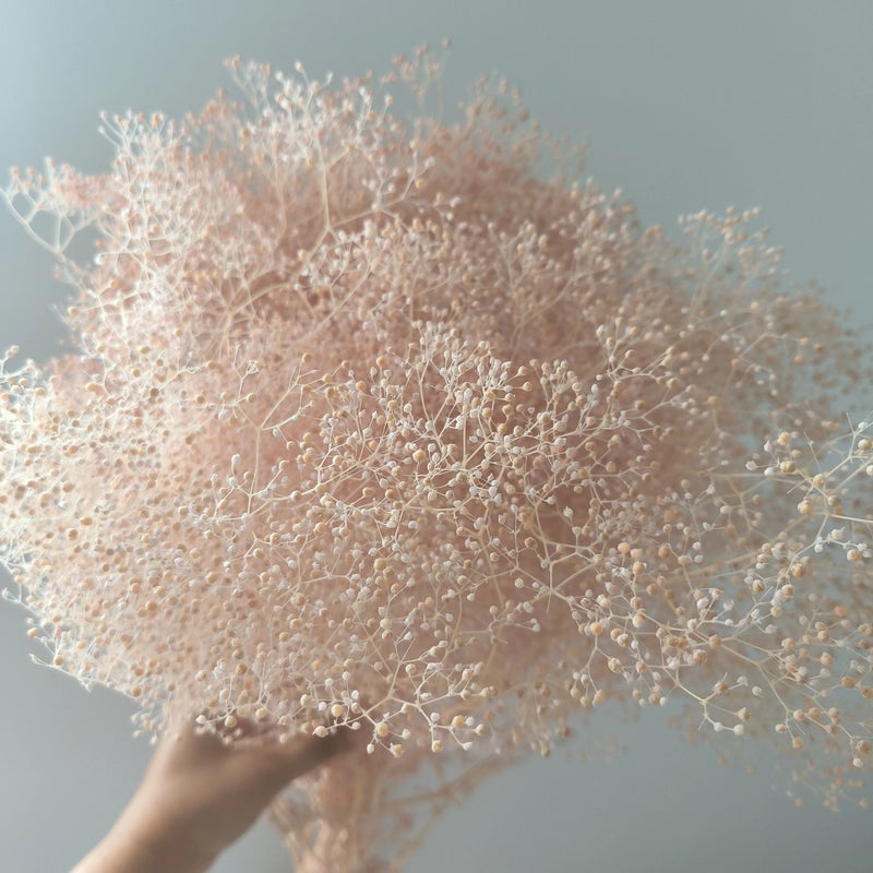 Bluejw Preserved Mini Gypsophila Elegans Baby's Breath Dried Flowers – Natural Dried Plants for Mother's Day, Christmas & Event Decorations, Long-Lasting Floral Arrangements - Image 2