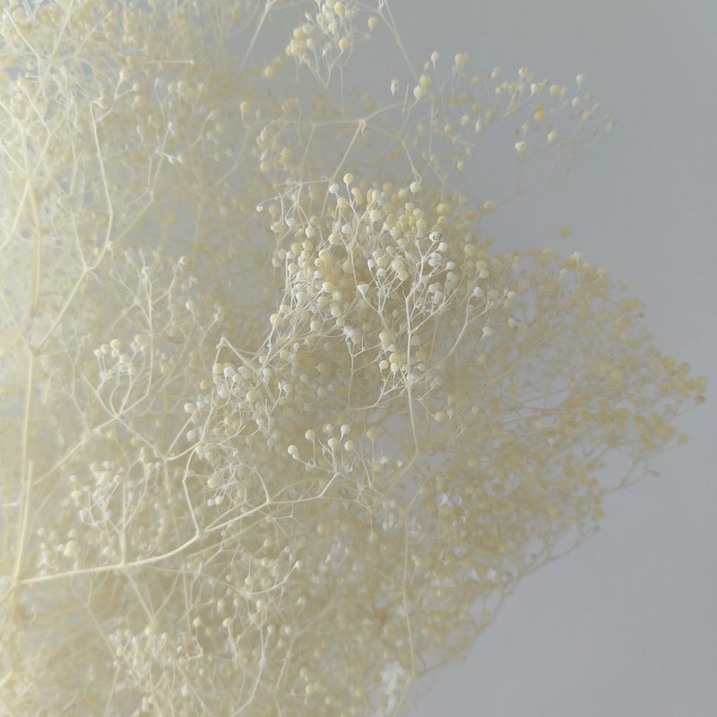 Bluejw Preserved Mini Gypsophila Elegans Baby's Breath Dried Flowers – Natural Dried Plants for Mother's Day, Christmas & Event Decorations, Long-Lasting Floral Arrangements - Image 1