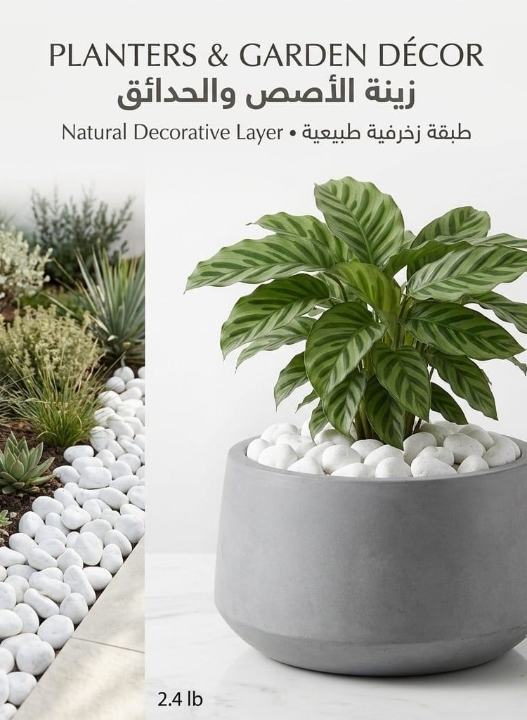 أحجار بيضاء زخرفية كبيرة 2–5 سم، 2.4 رطل – حصى أبيض طبيعي غير مصقول لتزيين المزهريات، وأصص النباتات، والحدائق، وتنسيق المساحات الخارجية، والأحواض المائية، والتيراريوم، والأعمال اليدوية وديكور المنزل. - Image 3
