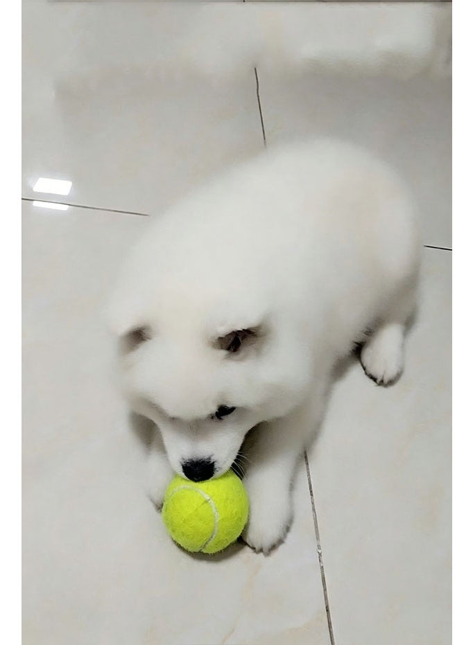 9 pet-specific tennis balls, wear-resistant and non-hurting teeth, with paw prints, outdoor throwing and relieving boredom interactive dog toys (random colors) - Image 4