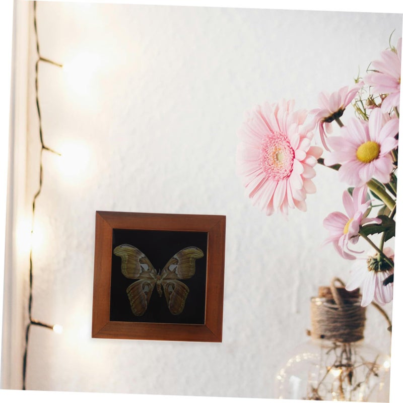 Walnut Wooden Display Case For Butterfly Specimens Jewelry And Collectibles - Image 5