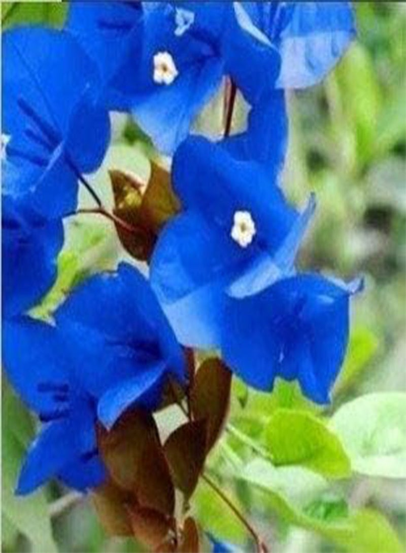 50pcs Blue Bougainvillea Spectabilis Flower Seeds