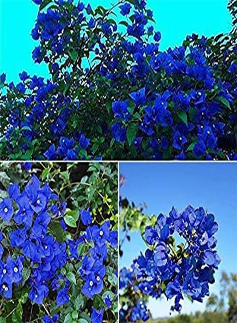 50pcs Blue Bougainvillea Spectabilis Flower Seeds