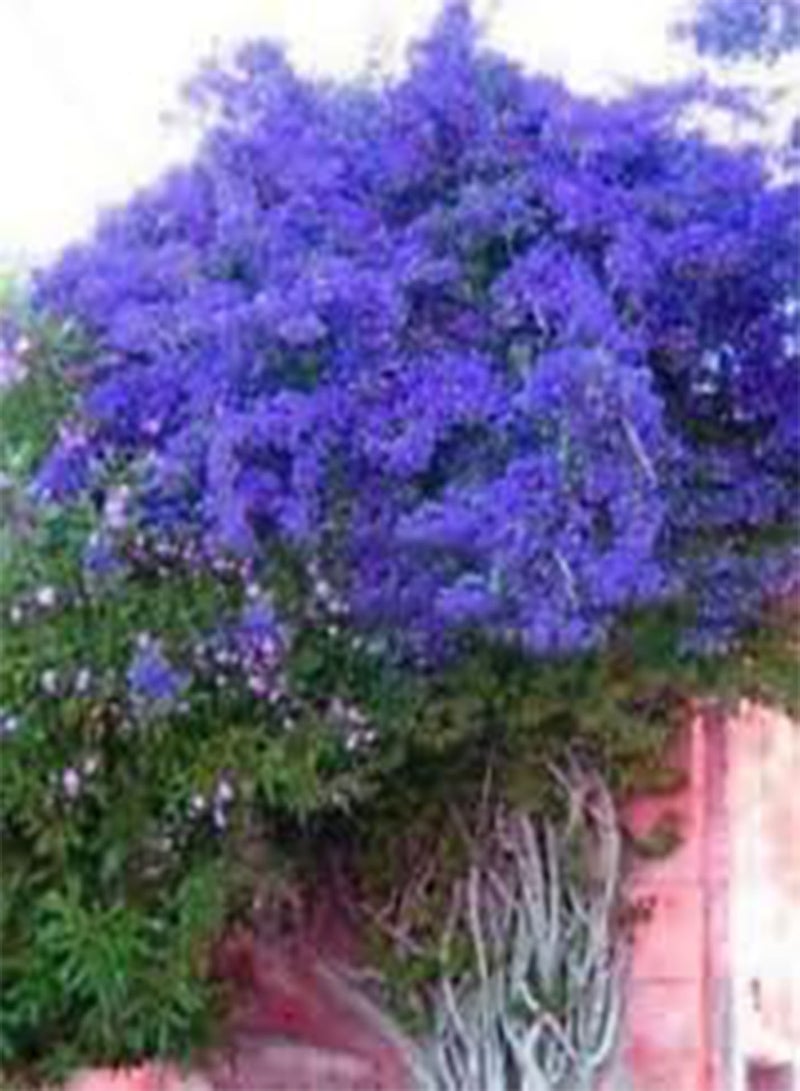 50pcs Blue Bougainvillea Spectabilis Flower Seeds