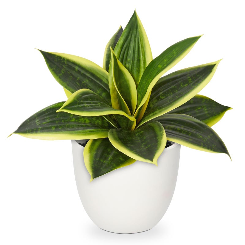 Hollyone Artificial Snake Plants 9" Faux Agave Succulent Plant Potted in White Pot Fake Sansevieria Aloe Tropical Plant for Desk Modern Office Home Bathroom Indoor Outdoor Decor - Image 1
