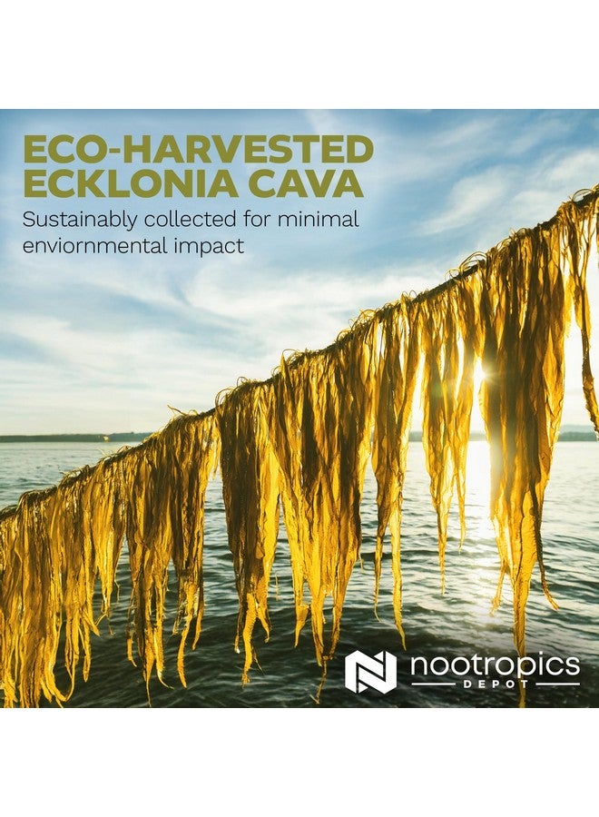 Nootropics Depot Ecklonia cava Capsules | 250mg | 0.5% Dieckol | Brown Seaweed | 60 Count - Image 5