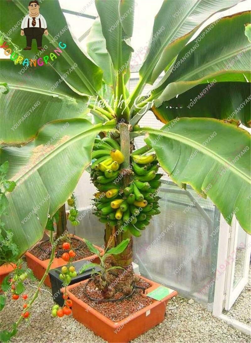 GGOOT Fresh 100pcs Banana Fruit Seeds for Planting Yellow - Image 3
