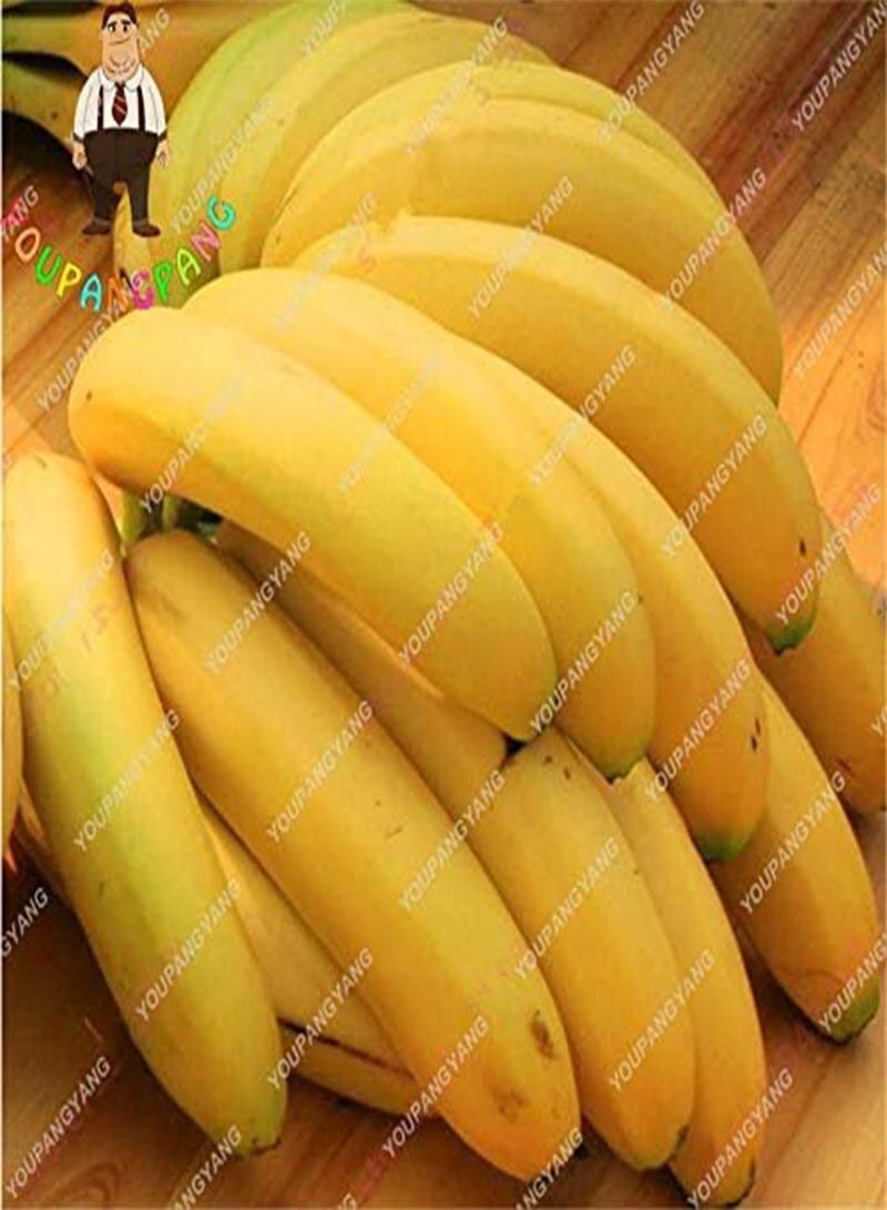 GGOOT Fresh 100pcs Banana Fruit Seeds for Planting Yellow - Image 4