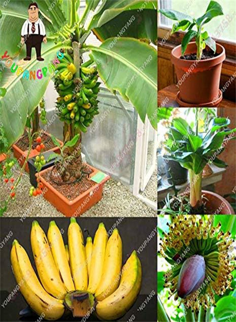 GGOOT Fresh 100pcs Banana Fruit Seeds for Planting Yellow - Image 2
