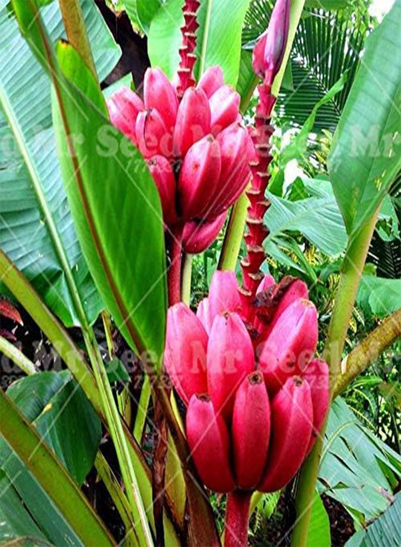 GGOOT Seeds Shopmeeko 50 pc/Bag in Rainbow Vase Banana Bonsai Plant Bonsai Fruit Plan Fruit Fruit and Nourishing Banana Nana Banana Plan for The Garden House: 1 - Image 3