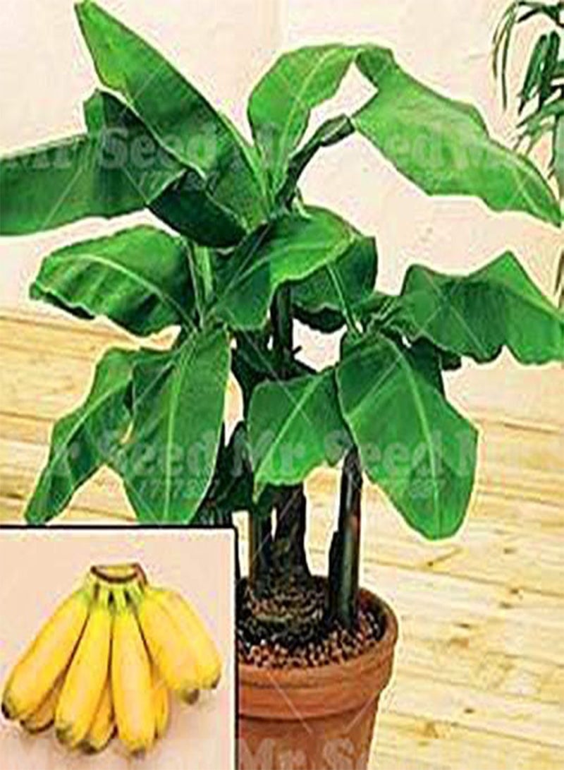 GGOOT Seeds Shopmeeko 50 pc/Bag in Rainbow Vase Banana Bonsai Plant Bonsai Fruit Plan Fruit Fruit and Nourishing Banana Nana Banana Plan for The Garden House: 1 - Image 5