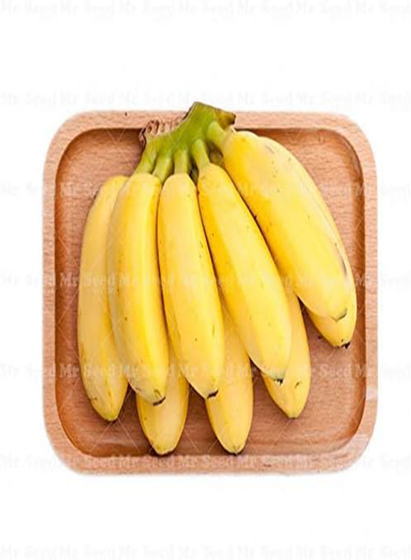 GGOOT Seeds Shopmeeko 50 pc/Bag in Rainbow Vase Banana Bonsai Plant Bonsai Fruit Plan Fruit Fruit and Nourishing Banana Nana Banana Plan for The Garden House: 1 - Image 1