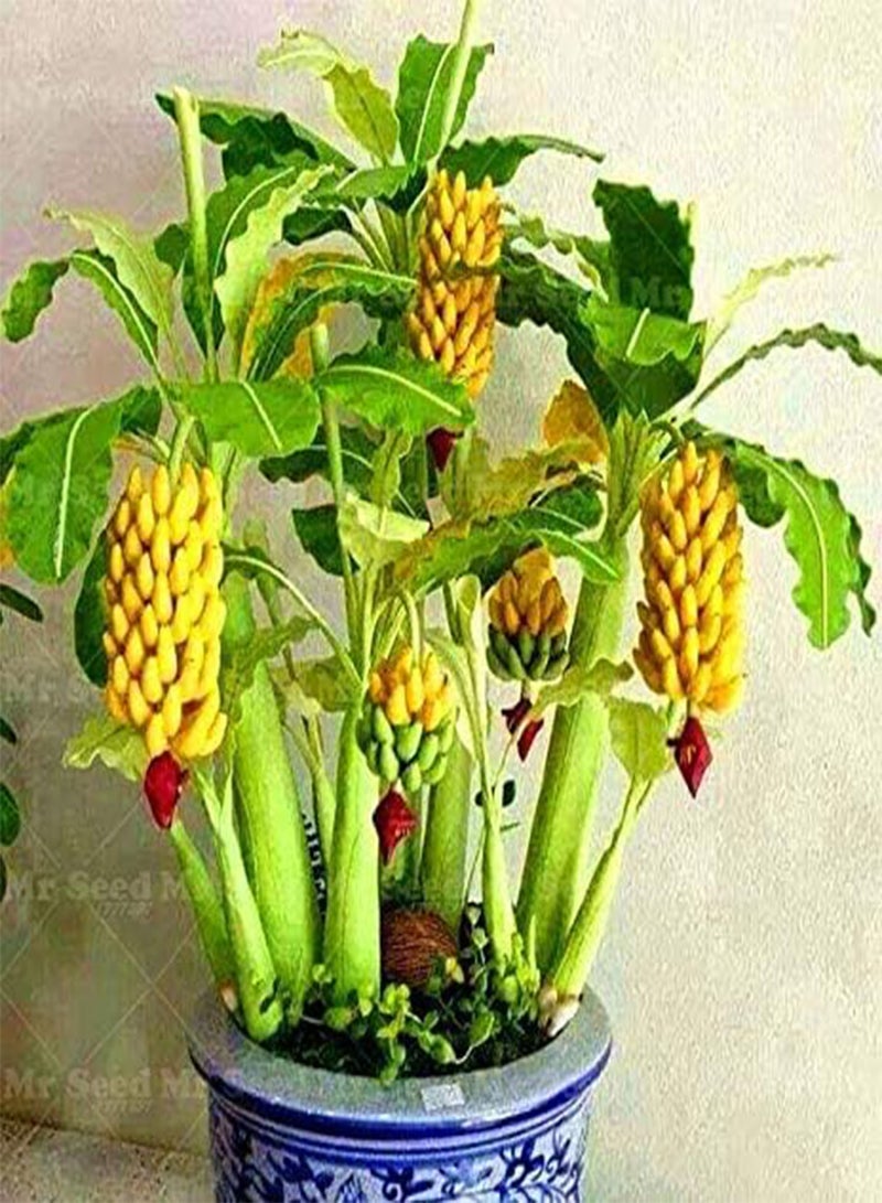 GGOOT Seeds Shopmeeko 50 pc/Bag in Rainbow Vase Banana Bonsai Plant Bonsai Fruit Plan Fruit Fruit and Nourishing Banana Nana Banana Plan for The Garden House: 1 - Image 2