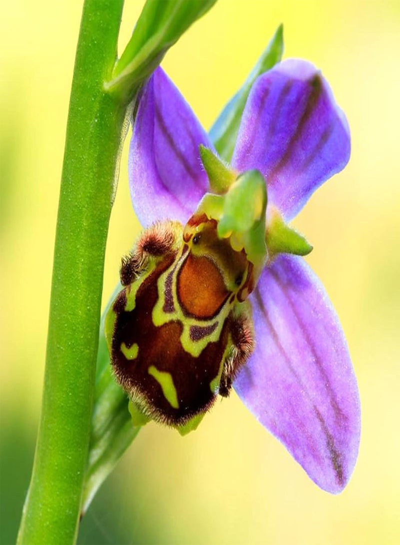 جي جوت 50 قطعة/كيس من بذور زهرة الأوركيد النحلية، معتدلة الحصاد، سريعة النمو، بذور زهور متجهة نحو الشمال للمنزل - بذور - Image 2