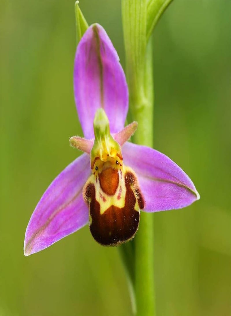 جي جوت 50 قطعة/كيس من بذور زهرة الأوركيد النحلية، معتدلة الحصاد، سريعة النمو، بذور زهور متجهة نحو الشمال للمنزل - بذور - Image 3