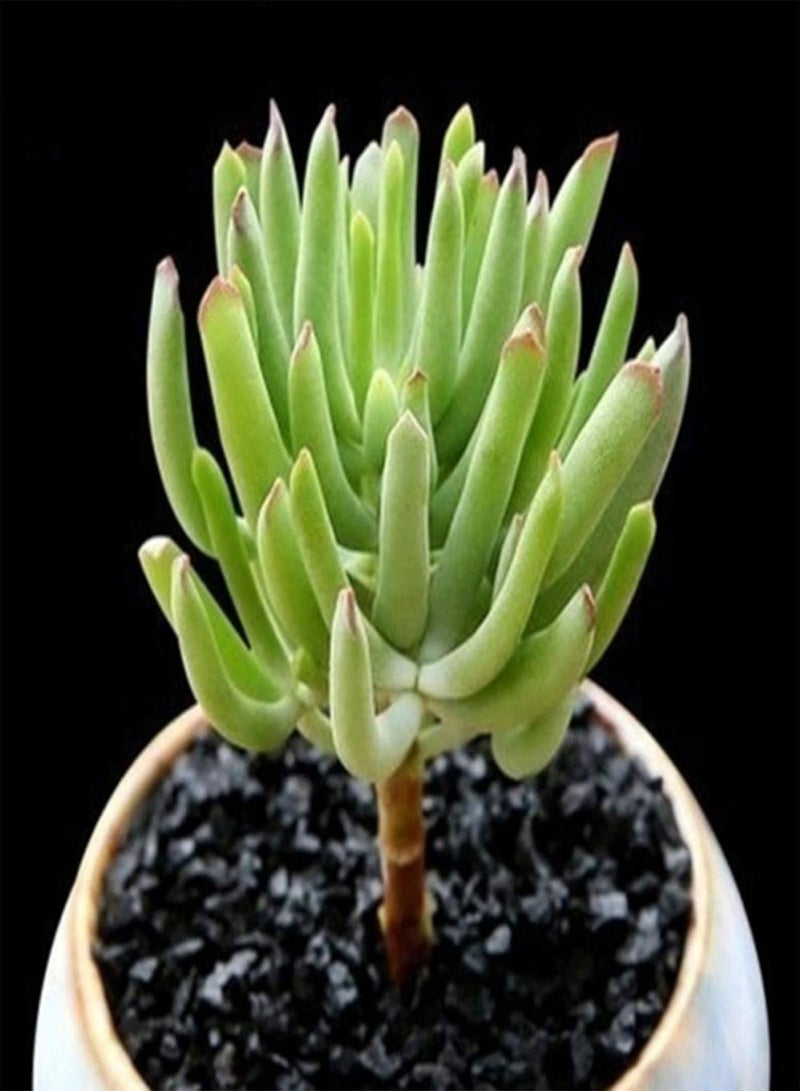 GGOOT Green Garden Flower Plants-100Pcs/Bag Succulent Seeds Mini Multi-use Temperature Sensitive Aesthetic Plant Seeds for Desktop - D - Image 1