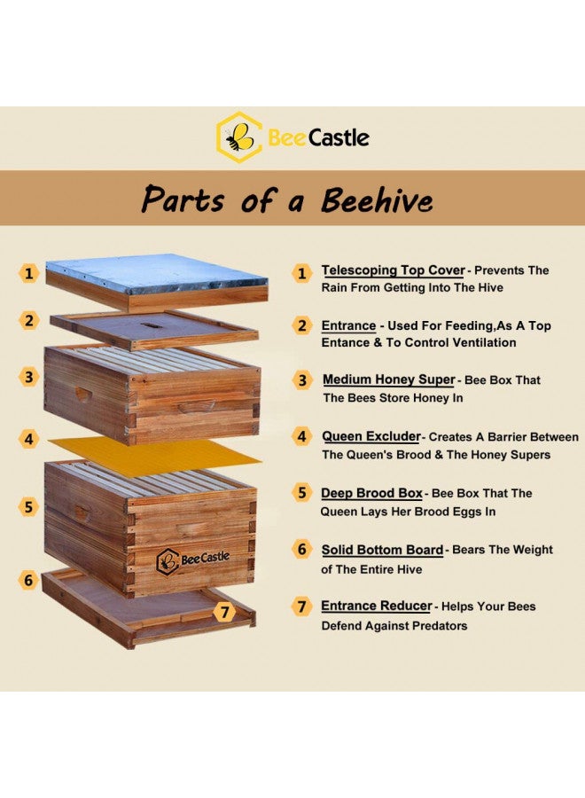 BeeCastle 8 Frame Langstroth Bee Hive Coated with 100% Beeswax Includes Beehive Frames and Waxed Foundations (1 Deep Box & 1 Medium Box) - Image 1