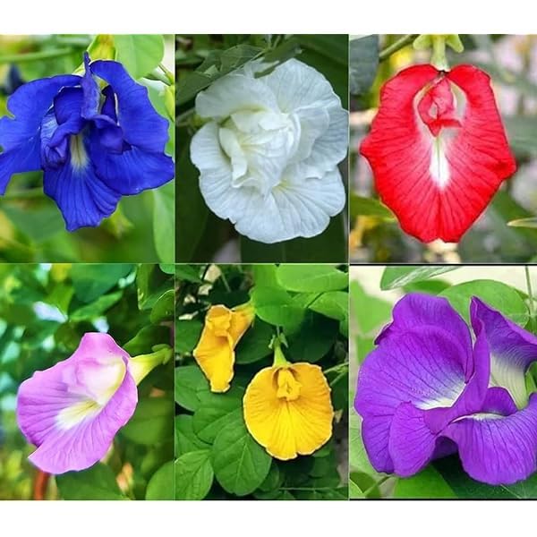 WingDong Aparajita Flower Seeds – Multipetal Butterfly Pea All Colours | Garden Plant Seeds (Pack Of 30 Pcs) - Image 1