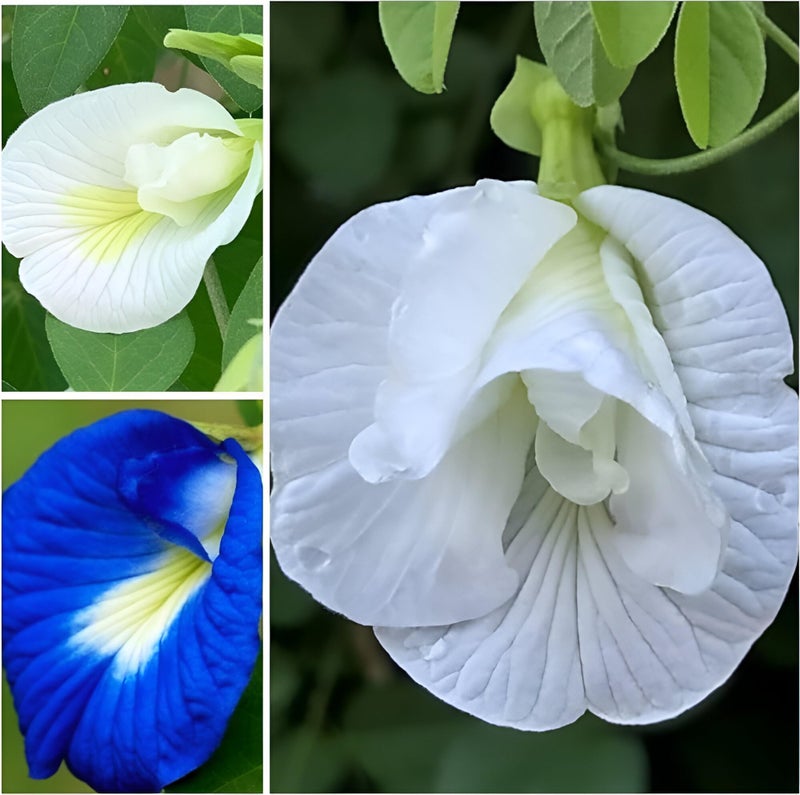 WingDong Aparajita Flower Seeds – Multipetal Butterfly Pea All Colours | Garden Plant Seeds (Pack Of 30 Pcs) - Image 4