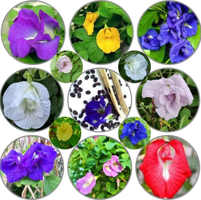 WingDong Aparajita Flower Seeds – Multipetal Butterfly Pea All Colours | Garden Plant Seeds (Pack Of 30 Pcs) - Image 2