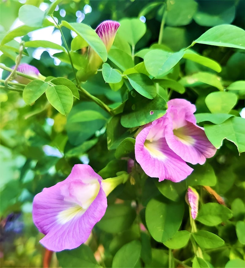 WingDong Aparajita Flower Seeds – Multipetal Butterfly Pea All Colours | Garden Plant Seeds (Pack Of 30 Pcs) - Image 3