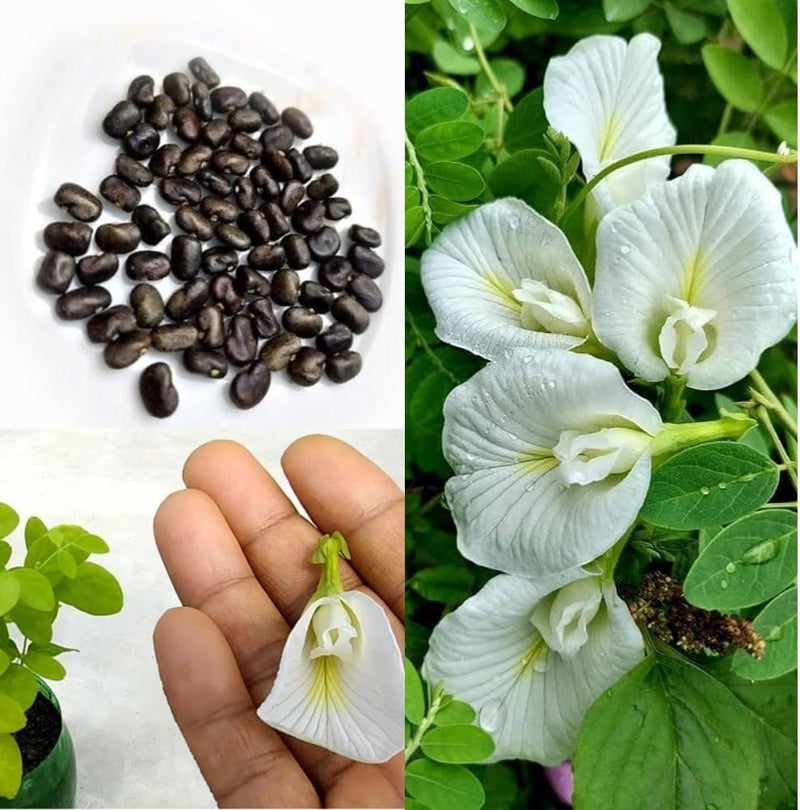 WingDong Aparajita Flower Seeds – Multipetal Butterfly Pea All Colours | Garden Plant Seeds (Pack Of 30 Pcs) - Image 5