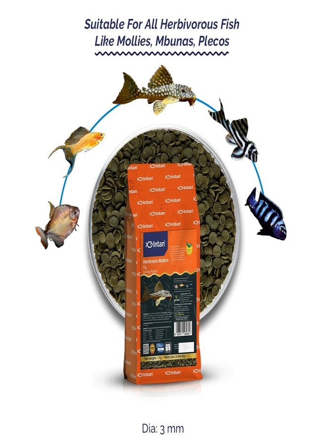 Intan Herbivore Wafers (Big 3.0mm Sinking) | 1Kg - Highly Nutritious Ornamental Fish Food for Herbivorous Fish - Mollies, Mbunas & Plecos | Growel Feeds - Image 2
