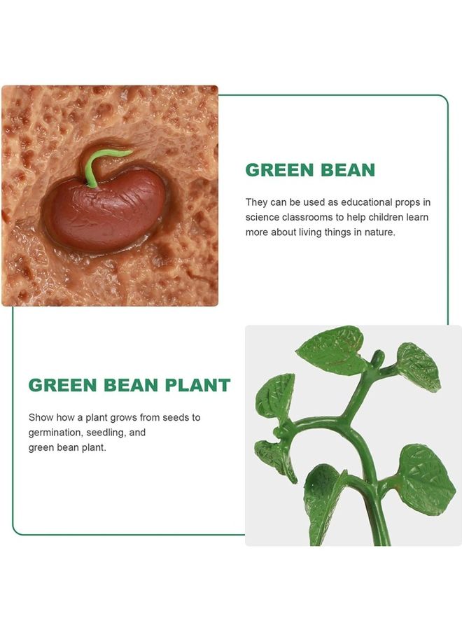 4-Piece Plants Life Cycle Educational Evolution Toy - Image 3