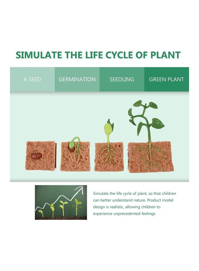 4-Piece Plants Life Cycle Educational Evolution Toy - Image 5