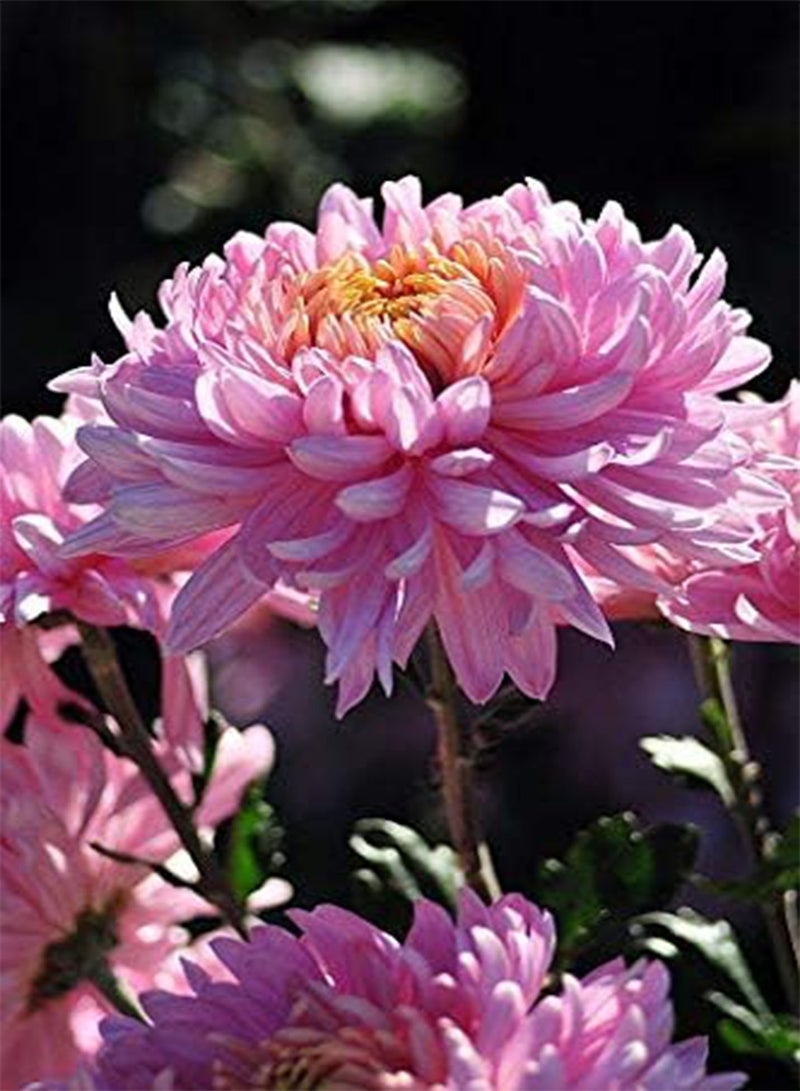 GGOOT 100 Pink White Color Chrysanthemum Flower Seeds - Image 3