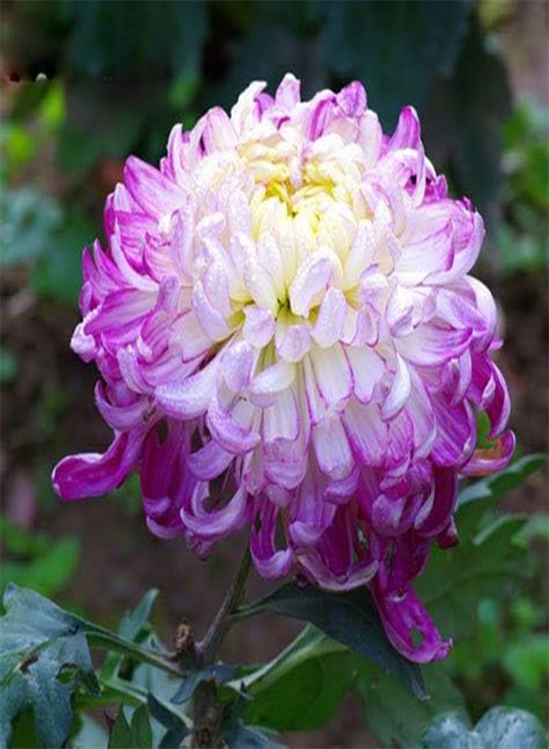GGOOT 100 Pink White Color Chrysanthemum Flower Seeds - Image 2
