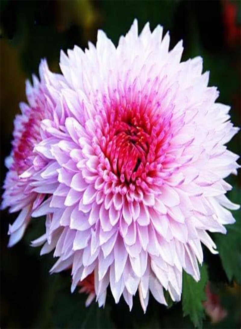 GGOOT 100 Pink White Color Chrysanthemum Flower Seeds - Image 1