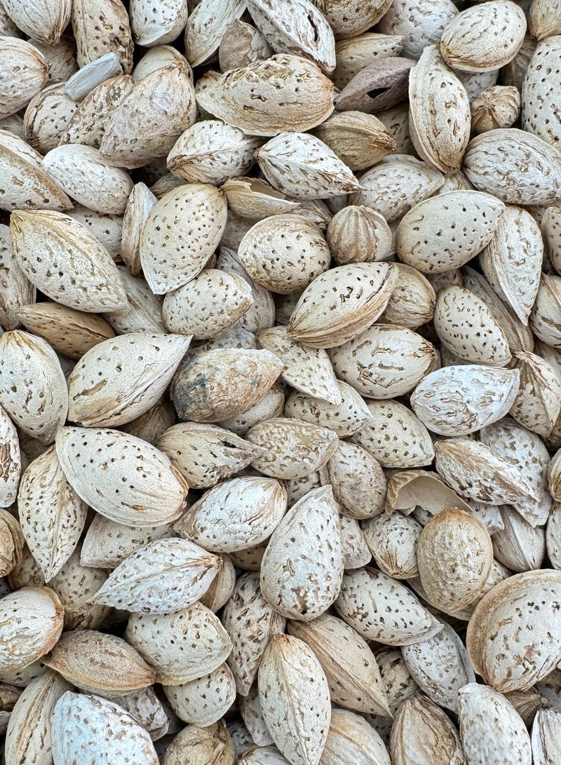 ALMOND WITH SHELL 500 GM - Image 2