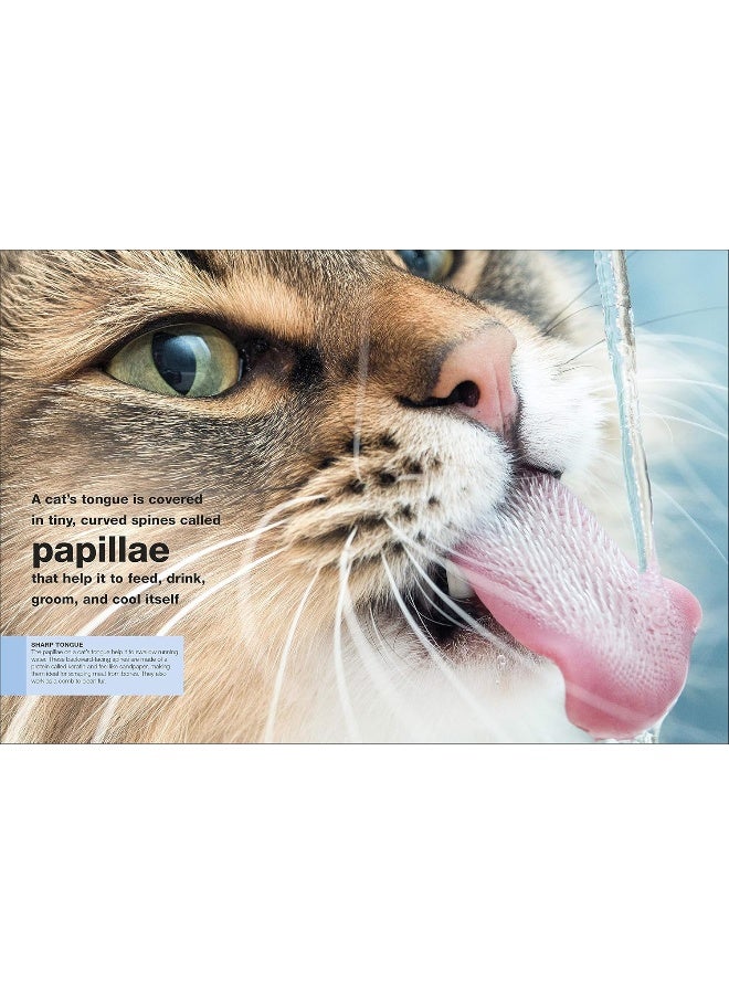 Cats: Facts at Your Fingertips - Image 5