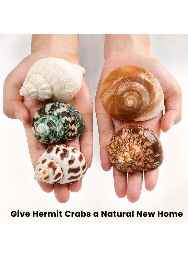 5 قطع من أصداف سرطان البحر الناسك، محارة بحرية طبيعية، مقاس 2.2 بوصة - 3.4 بوصة، مقاس الفتحة 1.5 بوصة - 2 بوصة، لمستلزمات سرطان البحر الناسك وديكورات الشاطئ - Image 2