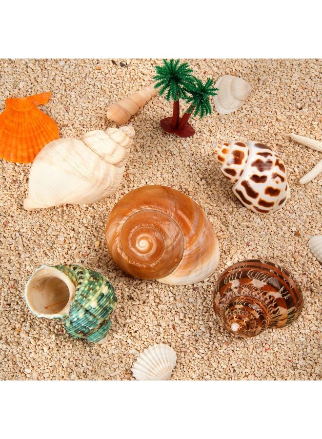 5 قطع من أصداف سرطان البحر الناسك، محارة بحرية طبيعية، مقاس 2.2 بوصة - 3.4 بوصة، مقاس الفتحة 1.5 بوصة - 2 بوصة، لمستلزمات سرطان البحر الناسك وديكورات الشاطئ - Image 3