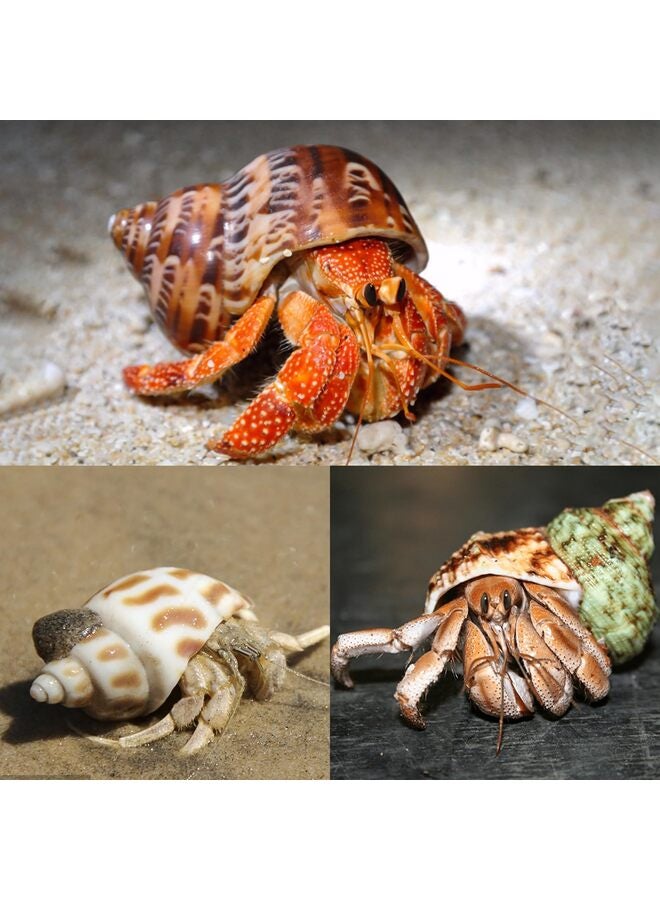 5 قطع من أصداف سرطان البحر الناسك، محارة بحرية طبيعية، مقاس 2.2 بوصة - 3.4 بوصة، مقاس الفتحة 1.5 بوصة - 2 بوصة، لمستلزمات سرطان البحر الناسك وديكورات الشاطئ - Image 5