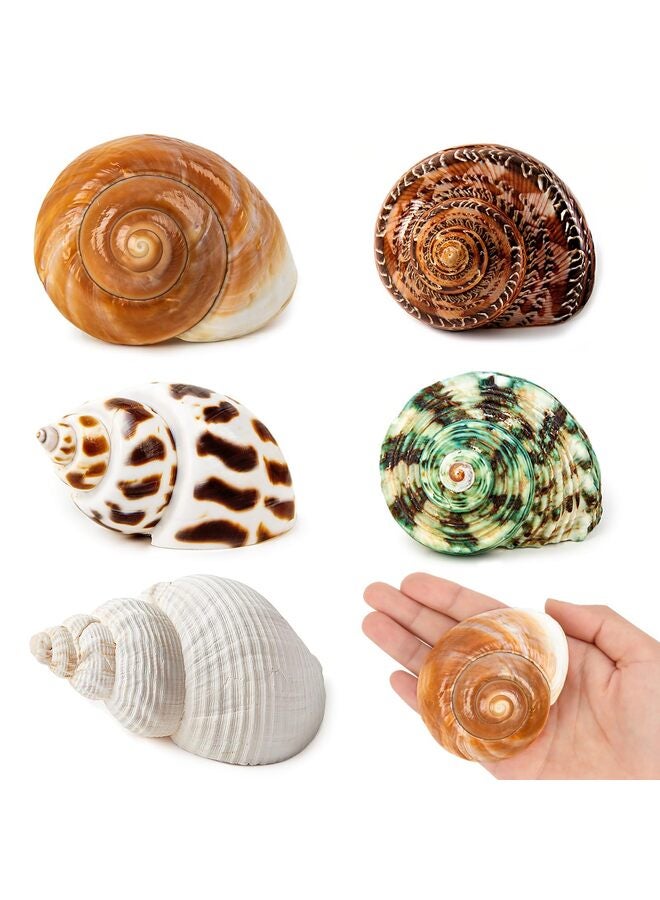 5 قطع من أصداف سرطان البحر الناسك، محارة بحرية طبيعية، مقاس 2.2 بوصة - 3.4 بوصة، مقاس الفتحة 1.5 بوصة - 2 بوصة، لمستلزمات سرطان البحر الناسك وديكورات الشاطئ - Image 1