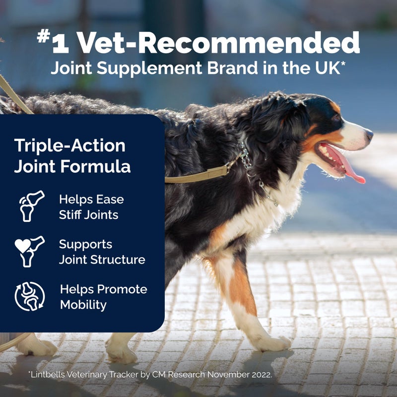 Yumove Hip & Joint Supplement for Dogs - with Glucosamine Chondroiton, Green Lipped Mussel, Hyaluronic Acid, and Omega 3 Joint Supplement for Stiffness and Mobility - 60 Chews (Large/XL Dogs) - Image 5