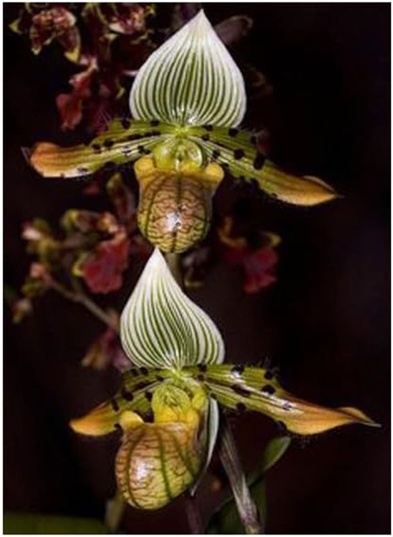 GGOOT Lovely Cypripedium Seeds Balcony Potted Bonsai Flower Seeds Flower Seeds Garden Pocket Slipper Orchid 100Pcs