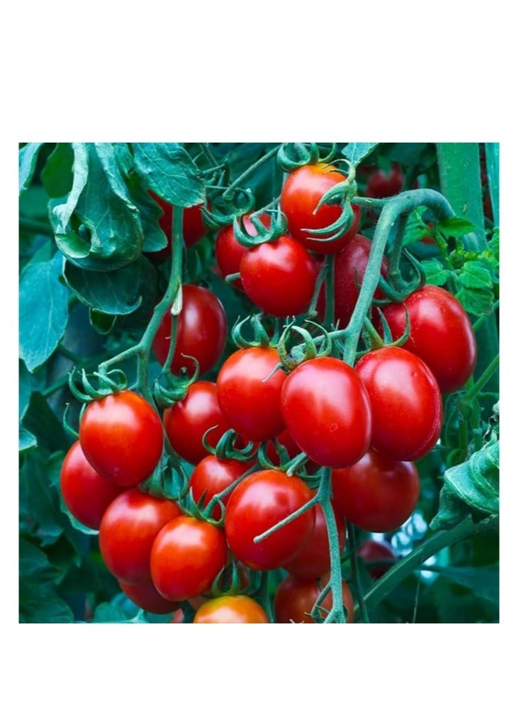 vsell24 10G Organic Cherry Tomato Seeds Grow Tomato at Home Non-GMO Seeds With 98% Cleanness, 96% Purity, 85% Germination Rate Pack of 3PC - Image 1