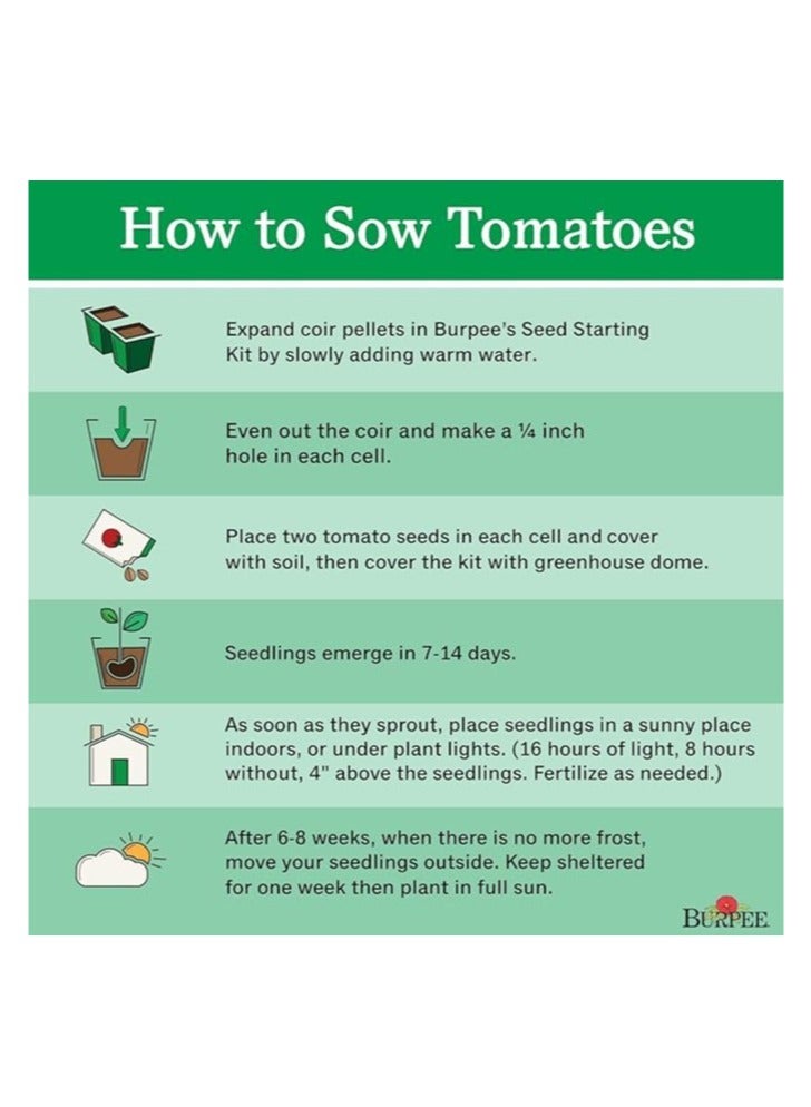 vsell24 10G Organic Cherry Tomato Seeds Grow Tomato at Home Non-GMO Seeds With 98% Cleanness, 96% Purity, 85% Germination Rate Pack of 3PC - Image 2